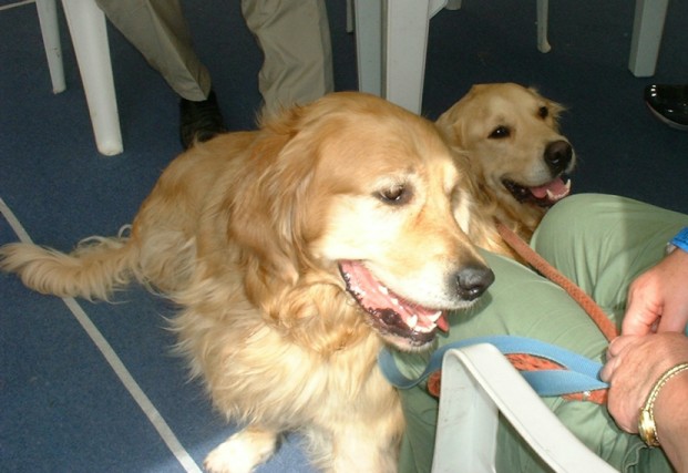 Otis and Reubin joined at Crick Show, May 2002. Owned by Mr & Mrs John Pinder, Bromsgrove.