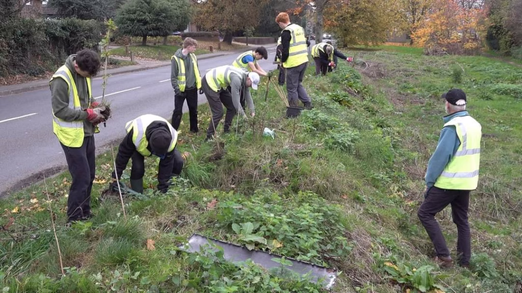 hedge planting nov 2024